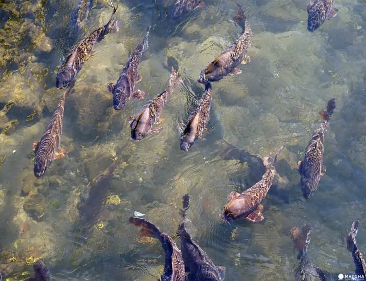 Tour Tochigi City in a Day