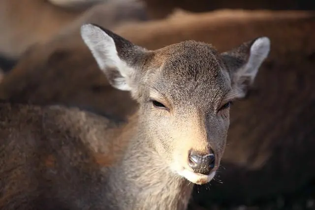 奈良 農產市集-2