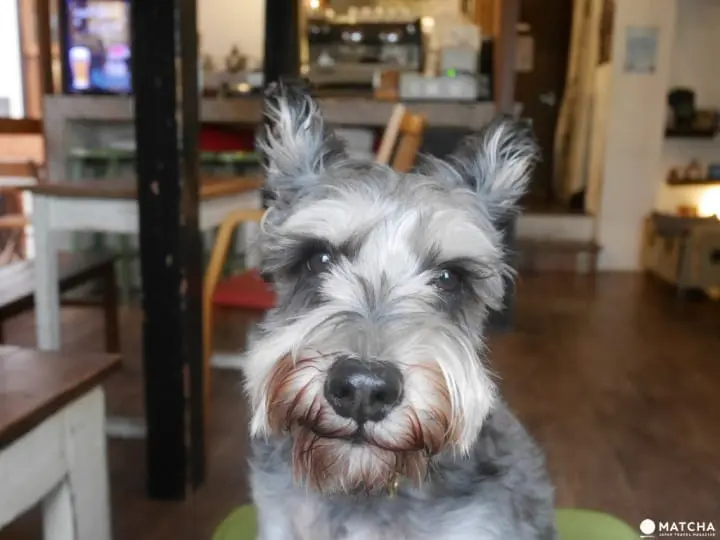 早稻田素食咖啡厅cafe VG