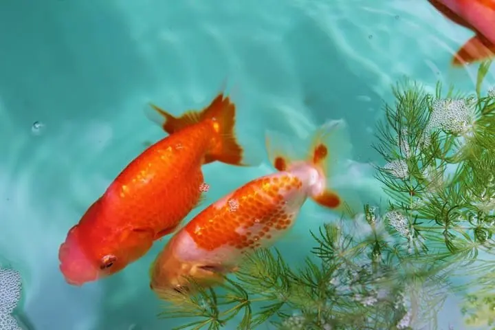 江戶川區特產金魚祭