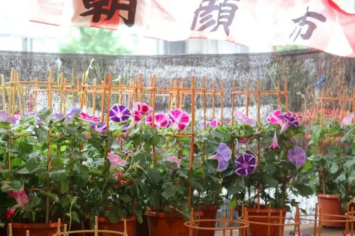 入谷牽牛花市集