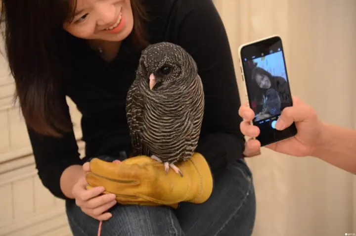 大人気のフクロウカフェ「アキバフクロウ」に行ってみた