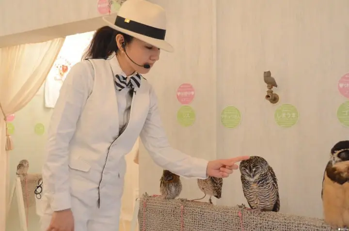 大人気のフクロウカフェ「アキバフクロウ」に行ってみた