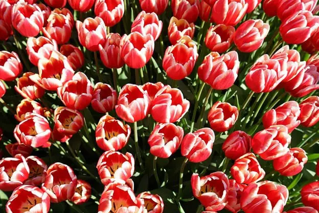 每到夏天就要去海边？冬季的江之岛也好玩！