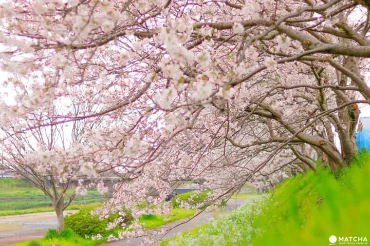 山口_観月河川公園