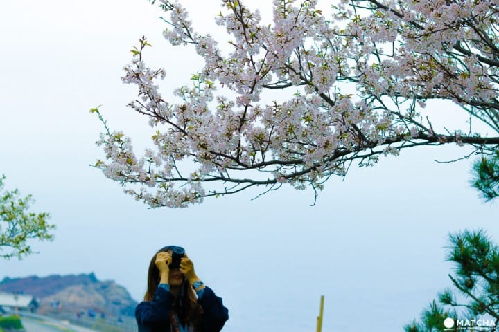 山口_元乃隅稲荷神社 桜