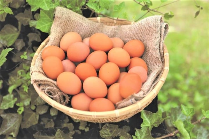 大江ノ郷自然牧場