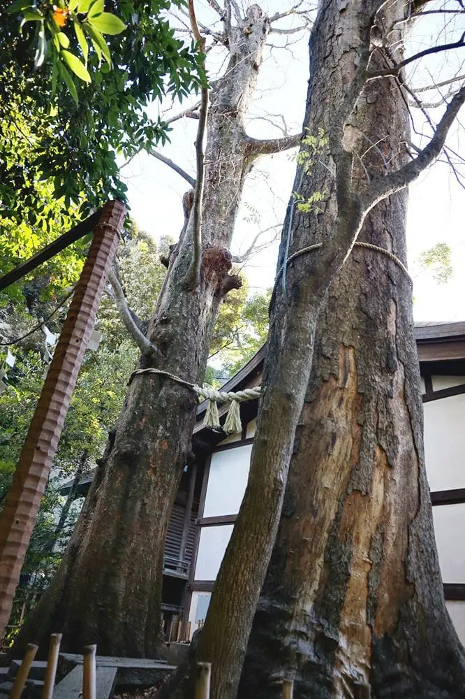 เจาะลึกทุกสเต็ปศาลเจ้าแห่งความรัก ขอพรทั้งทีต้องเป๊ะ! ที่ศาลเจ้าฮิคาวะ ในคาวาโกเอะ