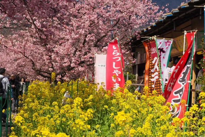 河津川河津櫻花 油菜花