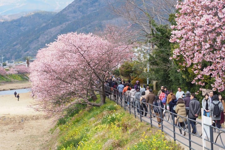 靜岡河津櫻賞櫻人潮