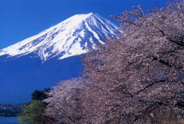 東京近郊賞櫻
