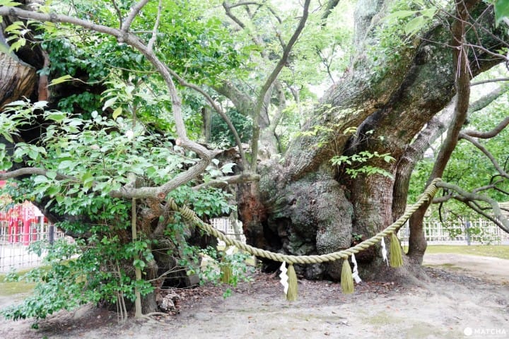 滨松八番宫云立之楠德川家康