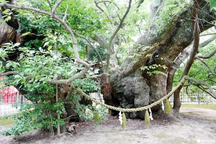 濱松八番宮雲立之楠德川家康
