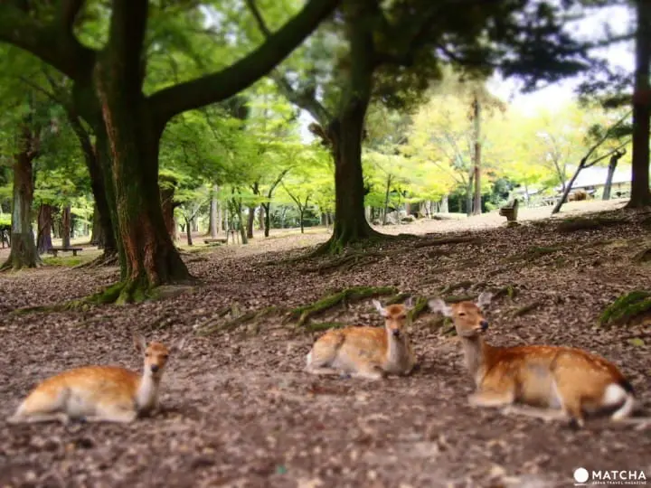 Panduan Wisata Menikmati Kota Nara dalam 2 Hari