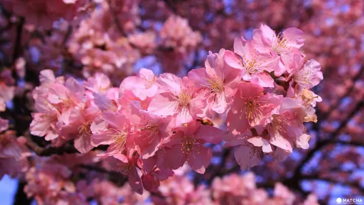 cherry blossoms and starry sky in Shizuoka