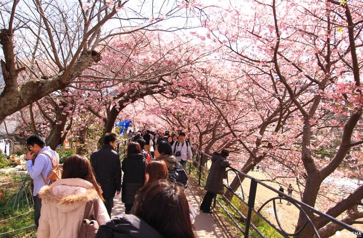 cherry blossoms and starry sky in Shizuoka