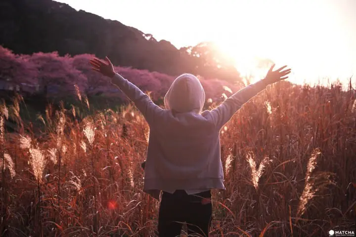 cherry blossoms and starry sky in Shizuoka