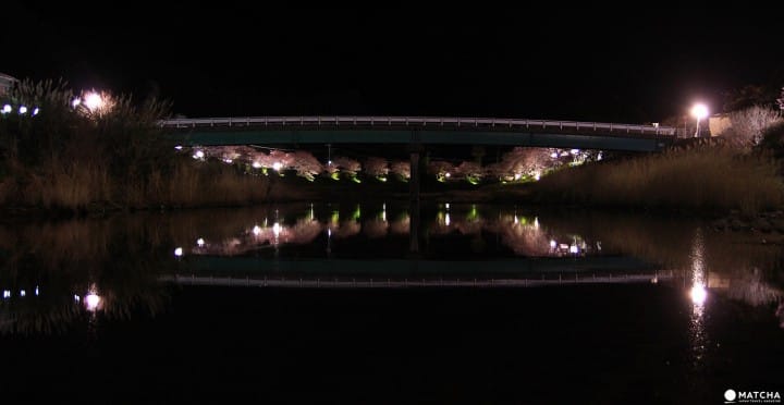cherry blossoms and starry sky in Shizuoka