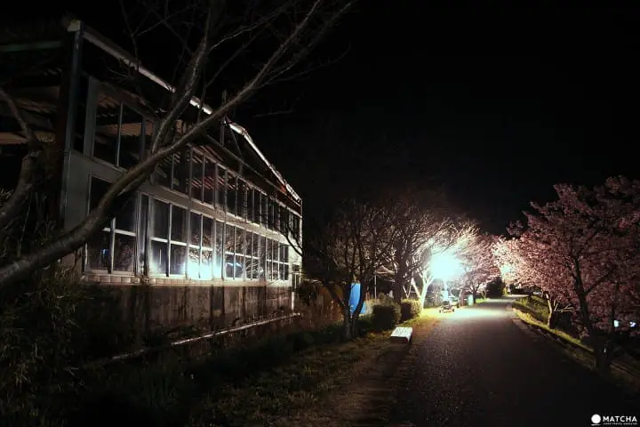 cherry blossoms and starry sky in Shizuoka