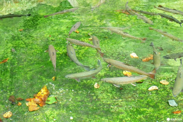岩手龍泉洞魚