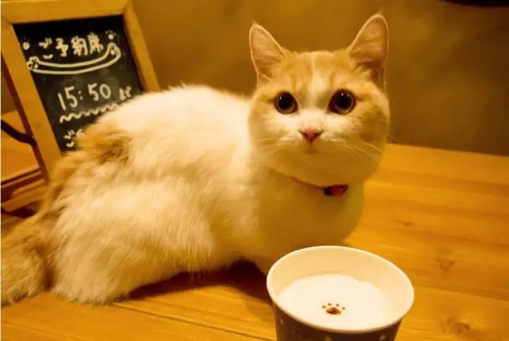 Top 5 Winter Cafes - Relaxing Cafes With Sweet Treats And Hot Drinks