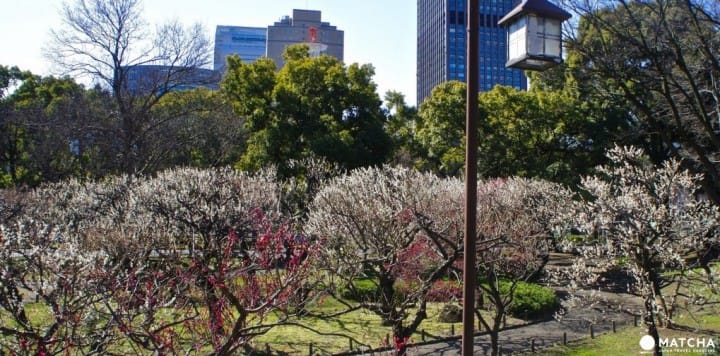 5 Best Spots to View Plum Blossoms in Tokyo