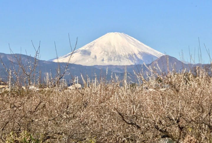 5 Best Spots to View Plum Blossoms in Tokyo