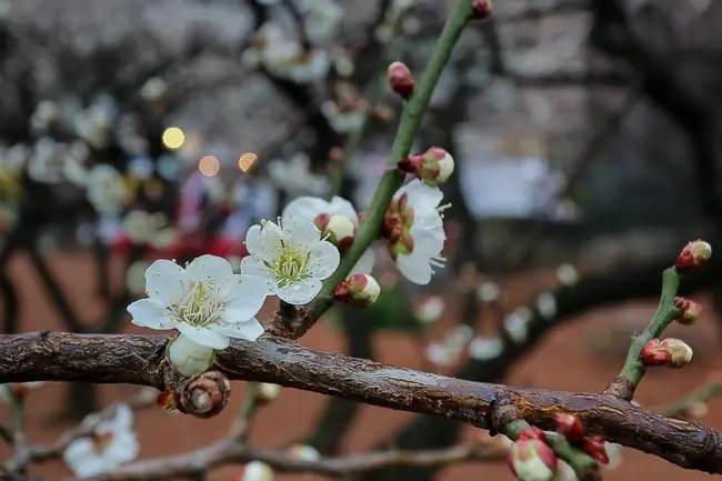 5 Best Spots to View Plum Blossoms in Tokyo