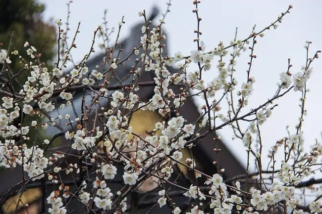 5 Best Spots to View Plum Blossoms in Tokyo