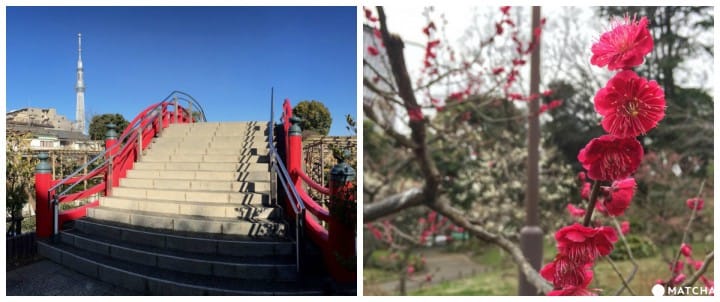 5 Best Spots to View Plum Blossoms in Tokyo