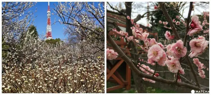 5 Best Spots to View Plum Blossoms in Tokyo