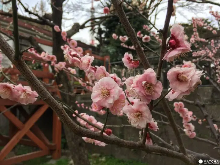 5 Best Spots to View Plum Blossoms in Tokyo