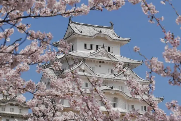 姫路城 桜