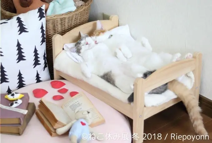 淺草 貓咪休息展
