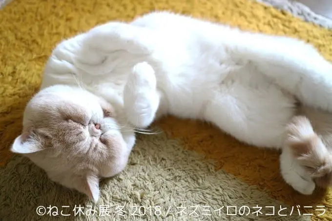 淺草橋貓咪寫真