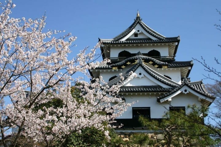 彦根城 桜