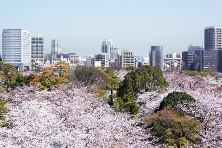 福岡_舞鶴公園_桜