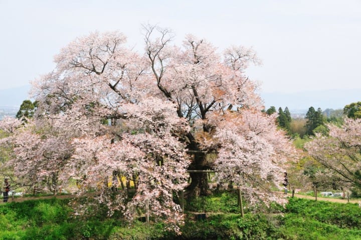 浅井の一本桜