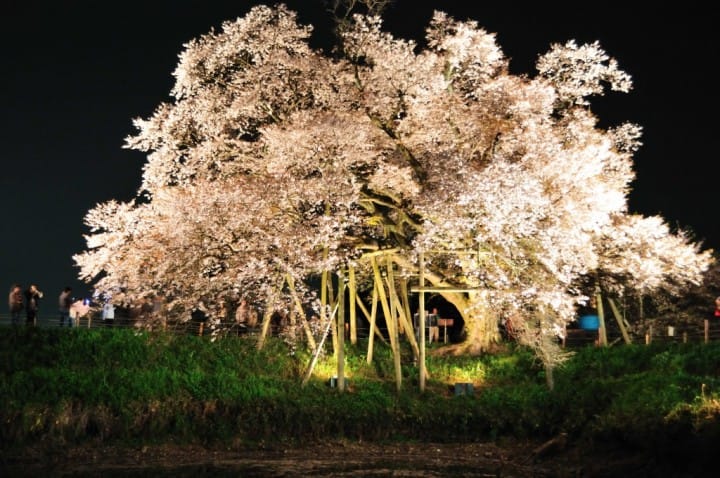 浅井の一本桜