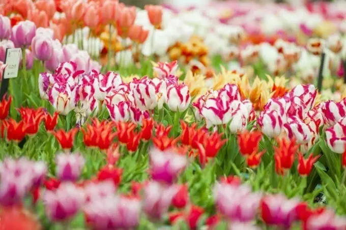 豪斯登堡郁金香祭