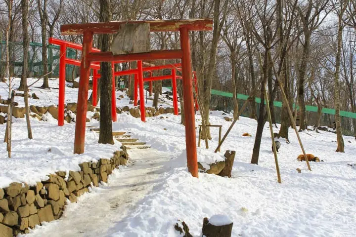 宫城县藏王狐狸村