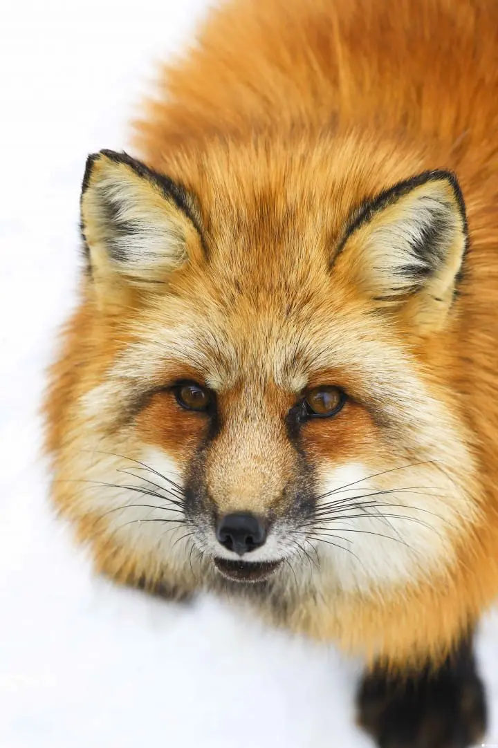 宫城县藏王狐狸村