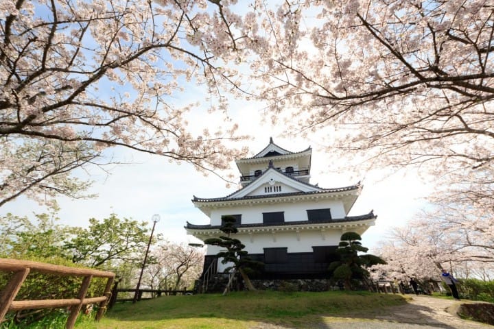 館山城櫻花