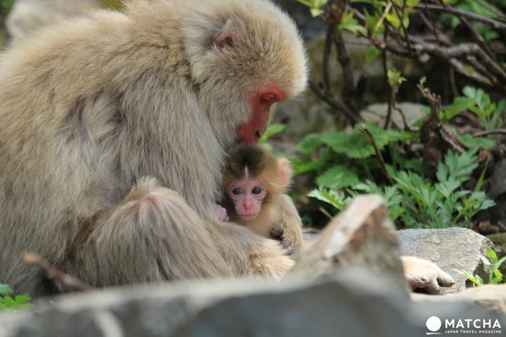 冬には温泉に入る姿も⁉長野県「地獄谷野猿公苑」へニホンザルに会いに行こう!