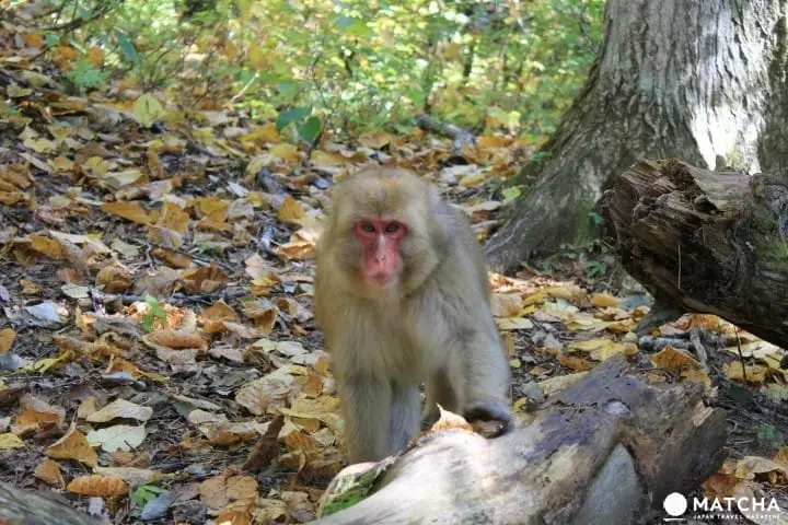 冬には温泉に入る姿も⁉長野県「地獄谷野猿公苑」へニホンザルに会いに行こう！