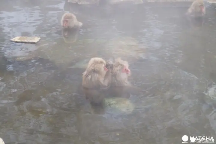 冬には温泉に入る姿も⁉長野県「地獄谷野猿公苑」へニホンザルに会いに行こう！