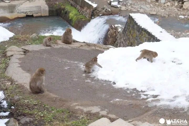 冬には温泉に入る姿も⁉長野県「地獄谷野猿公苑」へニホンザルに会いに行こう！