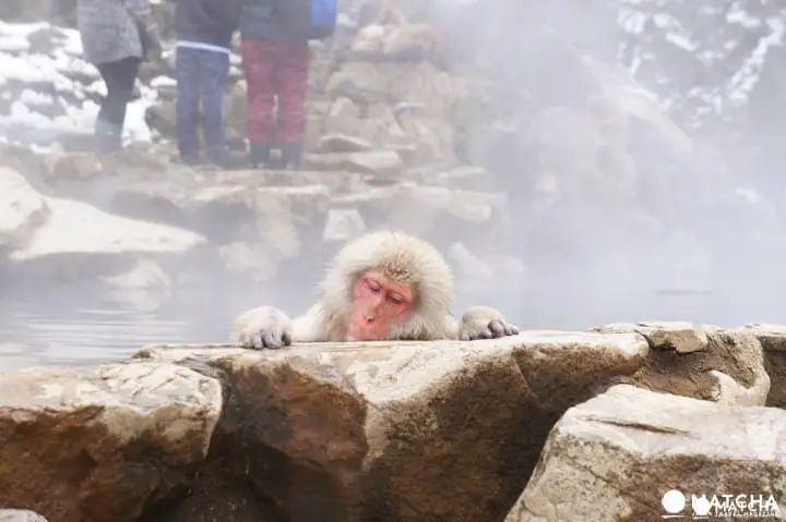 冬には温泉に入る姿も⁉長野県「地獄谷野猿公苑」へニホンザルに会いに行こう！
