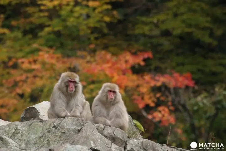 冬には温泉に入る姿も⁉長野県「地獄谷野猿公苑」へニホンザルに会いに行こう！