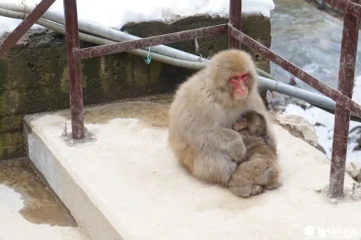 冬には温泉に入る姿も⁉長野県「地獄谷野猿公苑」へニホンザルに会いに行こう！